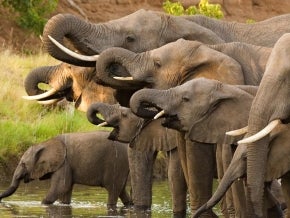 African elephant herd drinking together at watering hole. Photo: Villiers Steyn/Shutterstock.