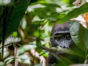 Congo Basin rainforest is a shared global asset that is critical to the planet’s health. And, like the increasingly rare great apes that inhabit it, this asset is in desperate need of protection. Photo: Sergey Uryadnikov/Shutterstock. 
