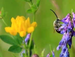 Bee on a flower. Photo: Eileen Kumpf/Shutterstock.