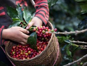 Worker harvesting coffee berries