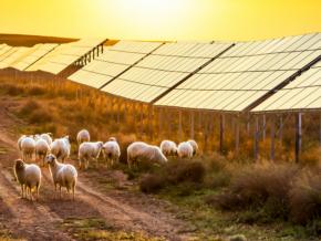 Flock of sheep pasturing under solar panels