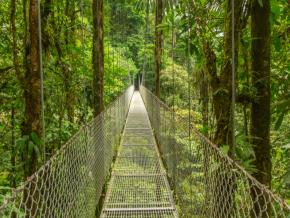 Suspended walking bridge in Costa Rica rainforest