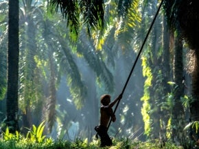 Palm oil worker harvesting palm oil in Malaysia