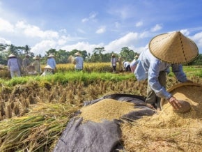 Indonesian farmers harvesting rice. Photo: happystock/Shutterstock.
