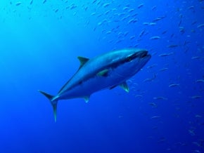 Tuna amongst prey. Photo: J'nel/Shutterstock.