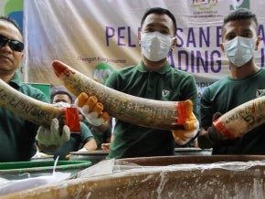 Staff at a government-run waste management facility outside Seremban, Malaysia arrange seized ivory tusks before destroying