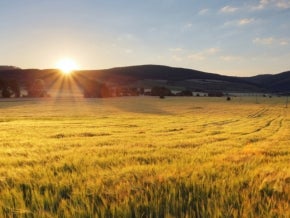 Wheat field with sun. Photo: TTstudio/Shutterstock.