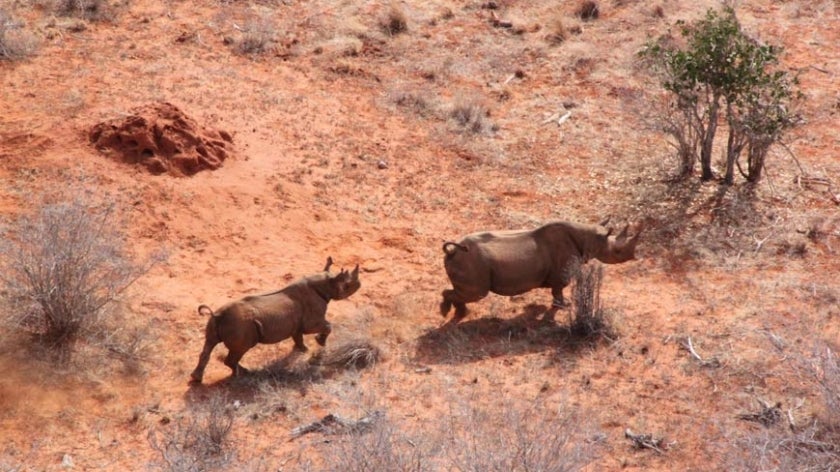 Rhinos seen from above, running across a scrubby landscape.