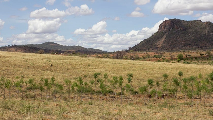 View of reforested plains with mountain background in Kenya's Eastern Province