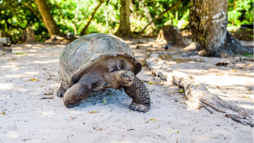 Tortoise on the beach in The Seychelles