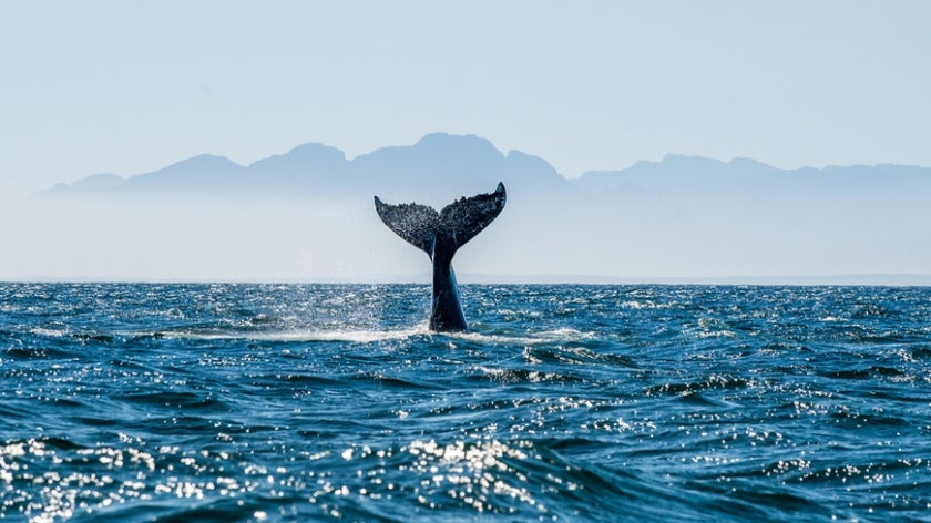 Humpback whale tail out of water off southern Africa coast