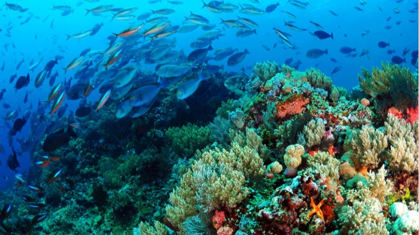 Marine life in a coral reef near Indonesia