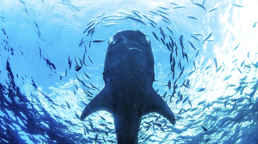 Whale shark underwater