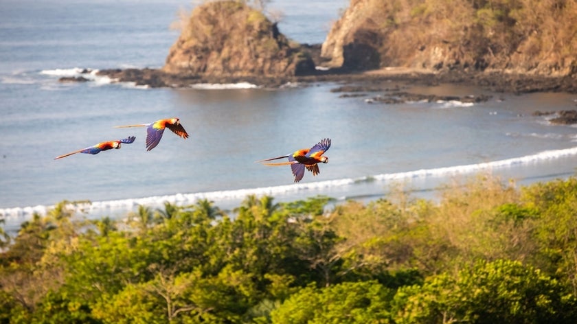 Scarlet macaw birds flying over tree canopy and ocean coastline