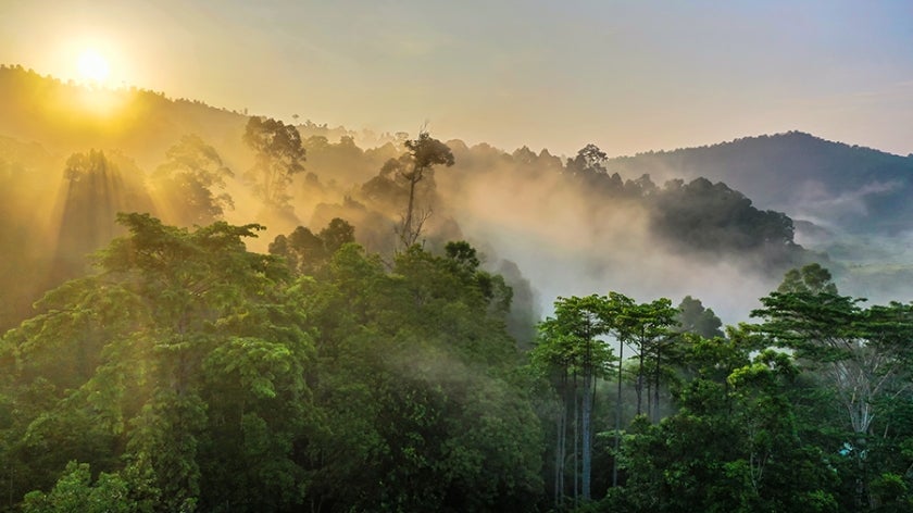 Borneo rainforest with sun shining through the mist