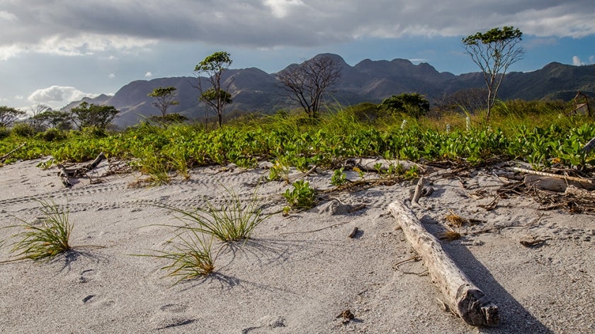 Vegetation on a beach in Panama with mountains in the background