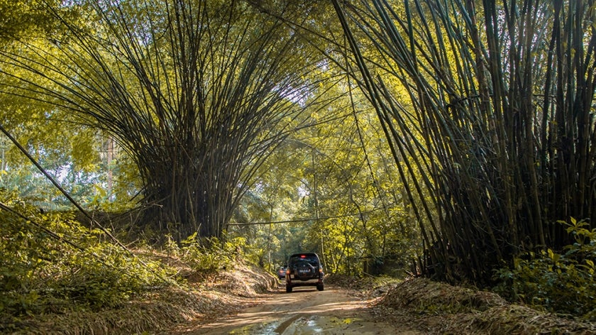 Car driving on a dirt road through tall trees
