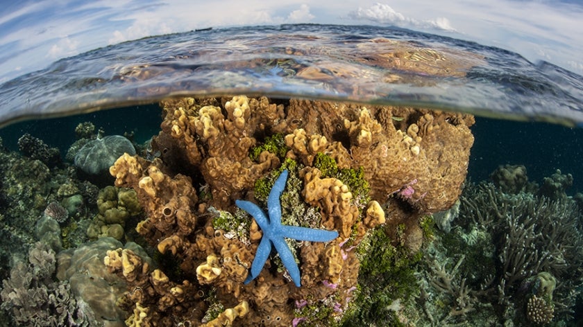 A blue starfish clings to a coral growing near the Solomon Islands