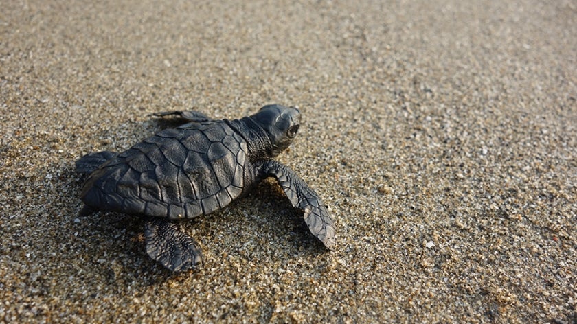Baby olive ridley turtle