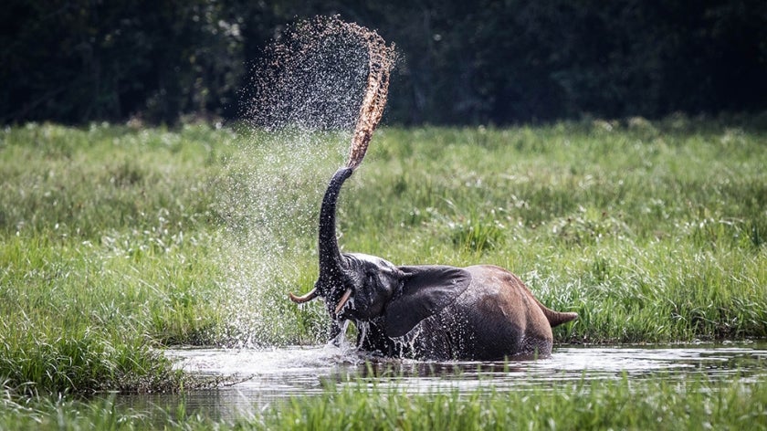 Elephant spraying water out of trunk in marsh area