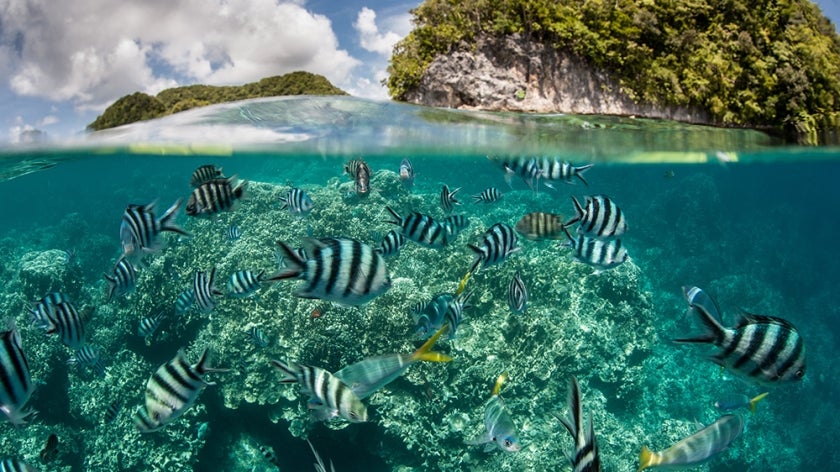 Damselfish swim in shallow water in a Palau lagoon