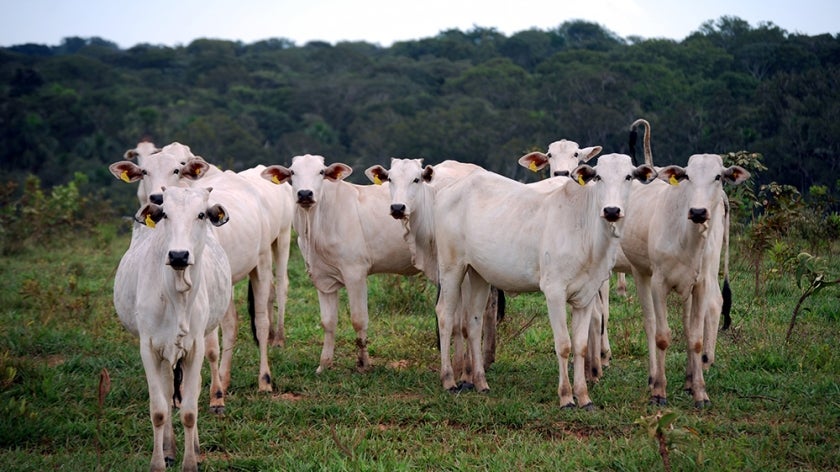Cattle standing in deforested area, Brazil