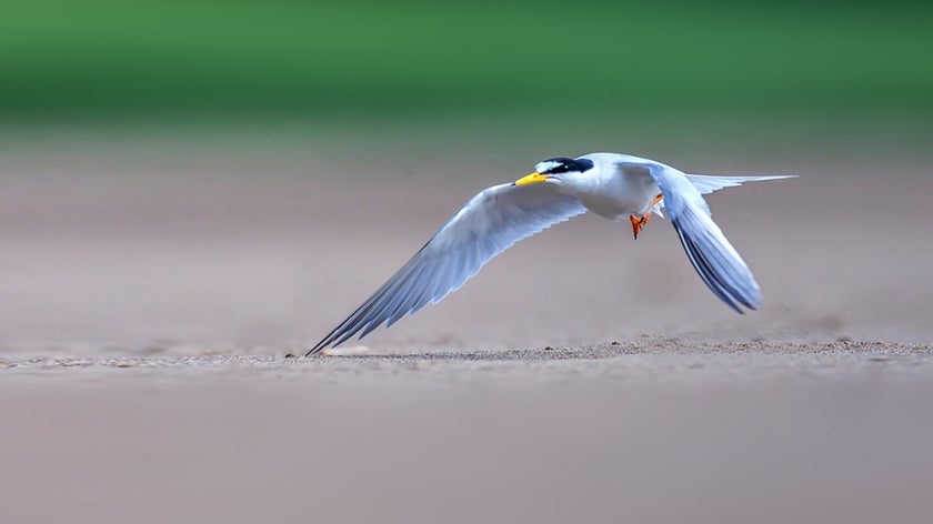 Chinese crested tern in flight
