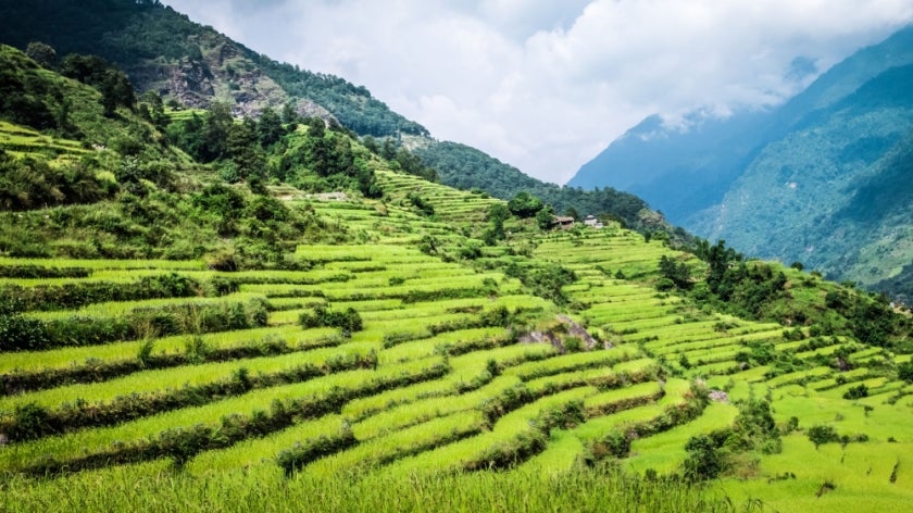 Green field of rice in Nepal