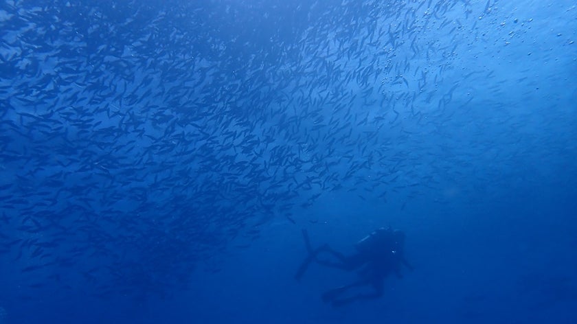 Underwater divers swim near a school of fish