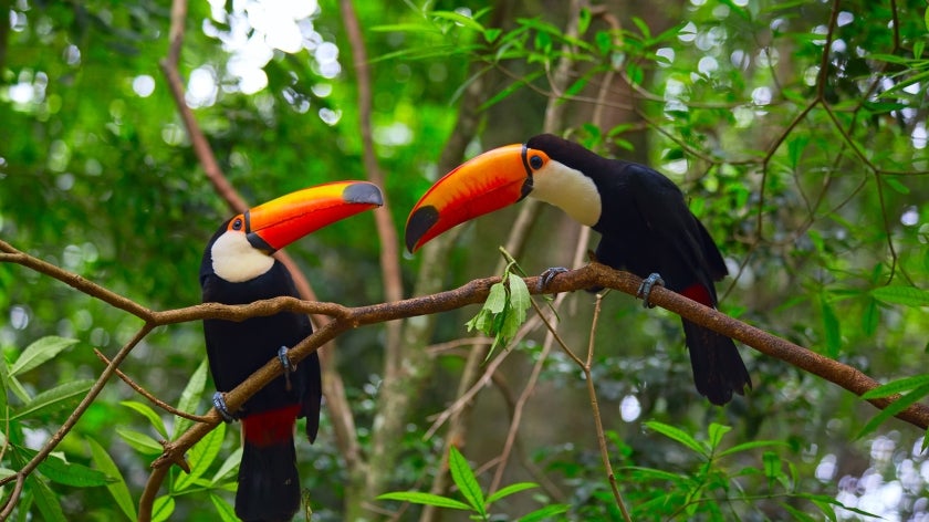 Toco toucans sitting on a branch
