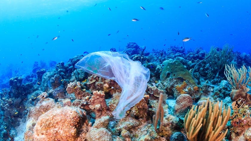 Plastic bag floating near a colorful coral reef
