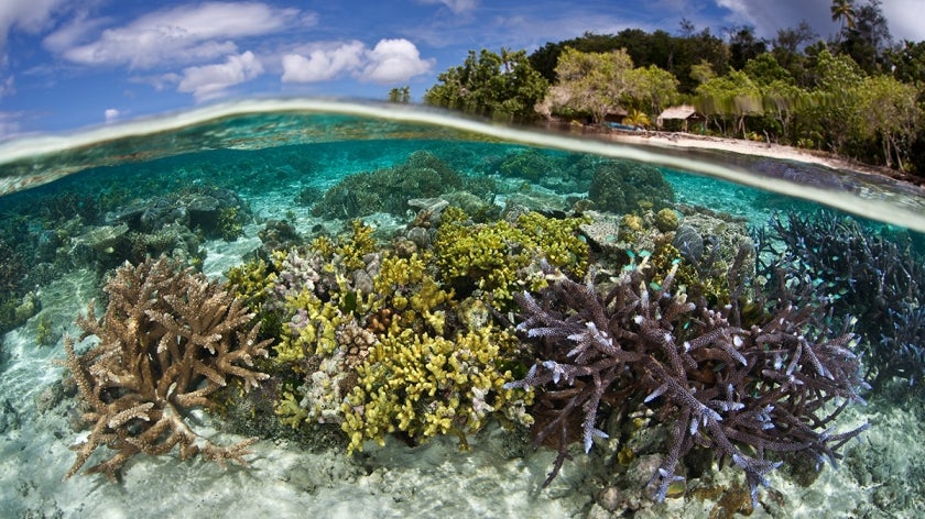 Coral reef in focus with shoreline in distance, Solomon Islands