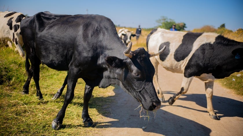 Grazing cows crossing a road in Zambia