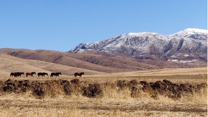 Horses grazing in a mountain landscape
