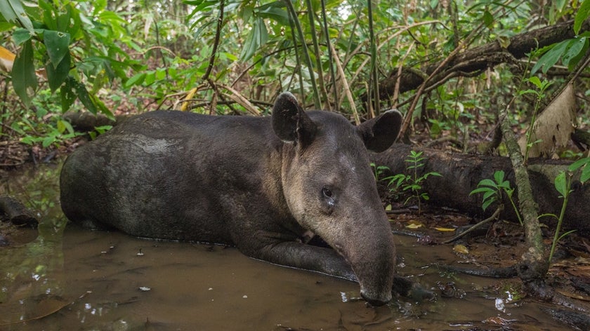 Tapir in a pool of water