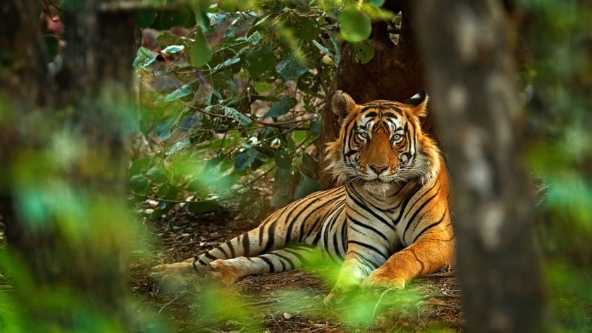 Bengal tiger laying down, seen through the forest