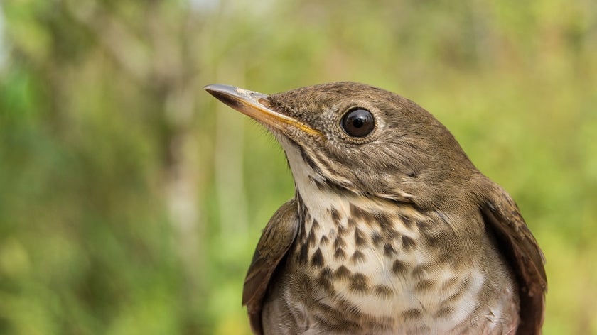 Bird - Bicknell's thrush up close