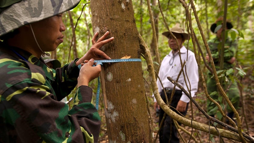Person measuring tree in a forest, Viet Nam
