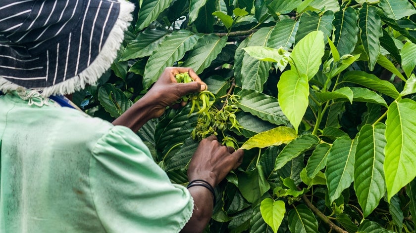 Person harvesting essential oil plant in Madagascar