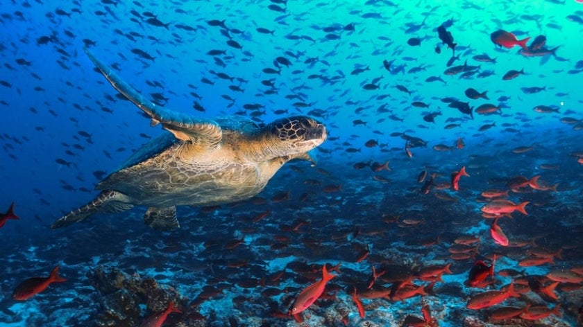 Sea turtle swimming near fish in deep blue ocean background
