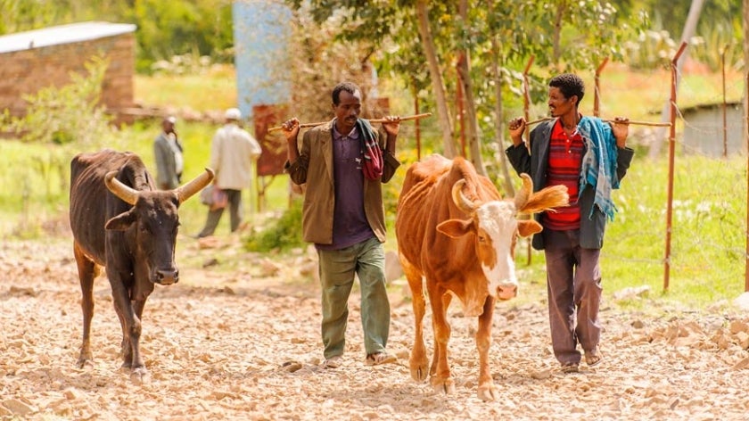 Ethiopian farmers walking with cattle