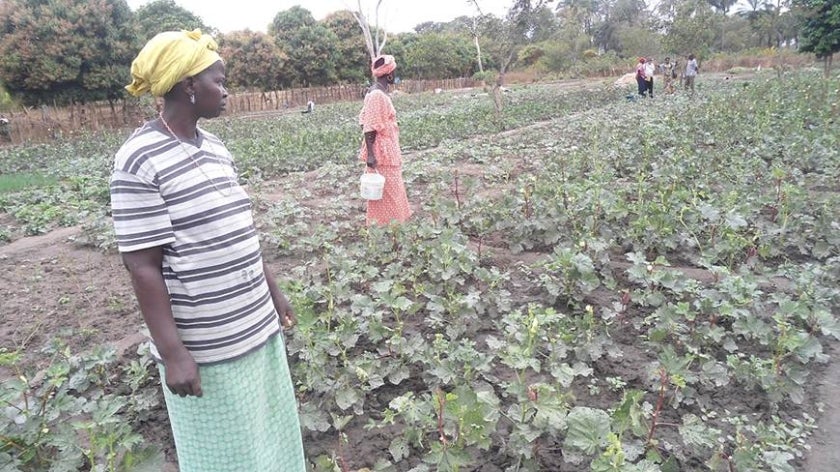 Guinea sustainable agriculture example
