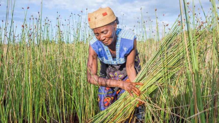 A changing climate is challenging generations-old patterns of production in Madagascar, pushing communities to find new ways to survive and thrive. Photo: UN Environment / Lisa Murray