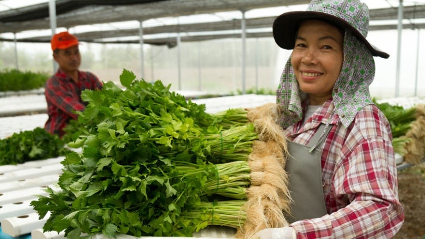 Woman harvesting hydroponics celery. Photo: Wytsnsr/Shutterstock.