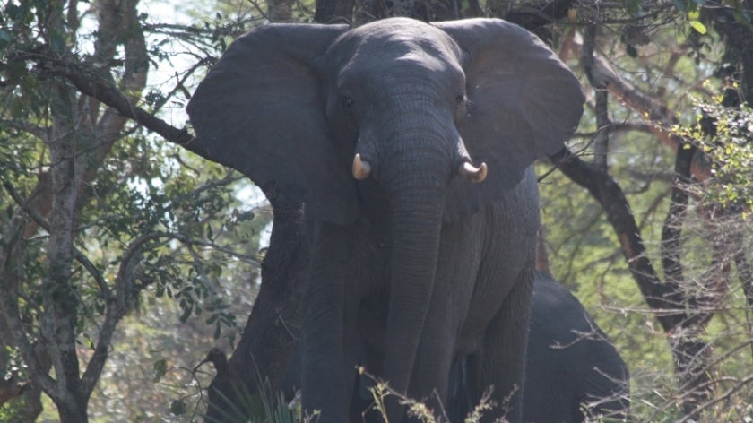 Elephant in Gorongosa National Park. Photo: Sarah Wyatt/GEF.