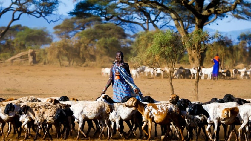 Masai shepherdess brings early morning herd of goats on pasture in Kenya. Photo: Andrzej Kubik/Shutterstock.