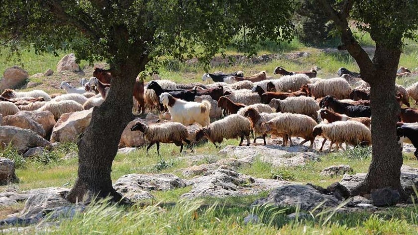 Sheep grazing behind shade trees