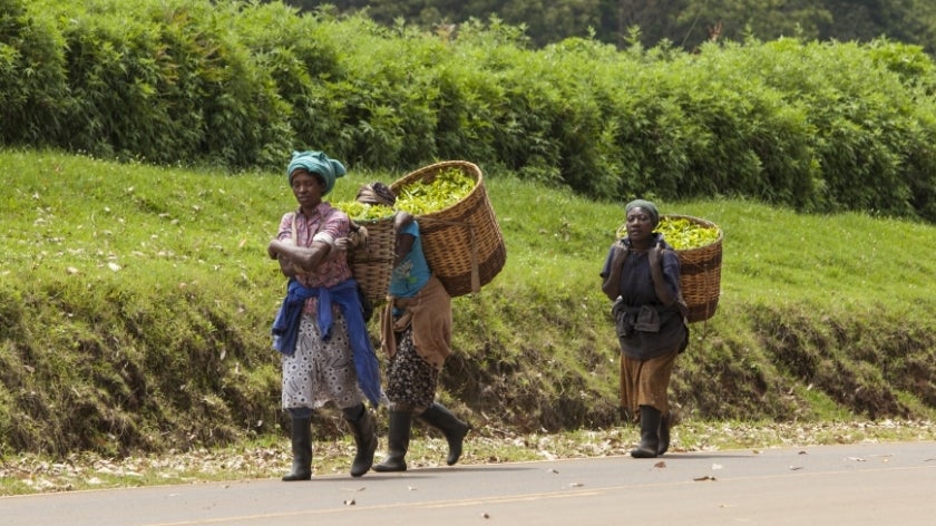 Workers carry baskets of freshly picked tea in the town of Kimunye, Kenya. Photo: John Wollwerth/Shutterstock.