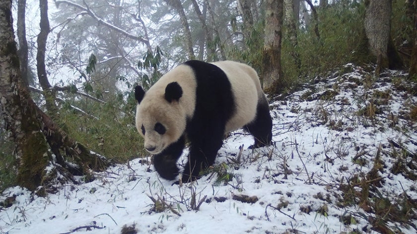 Giant panda walking through the snow