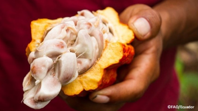 Hand holding fresh cacao fruit